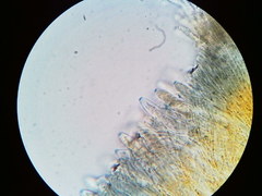 Arachnopeziza trabinelloides