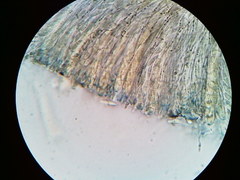 Arachnopeziza trabinelloides