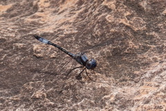 Macrothemis rupicola