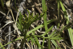 Botrychium lanceolatum