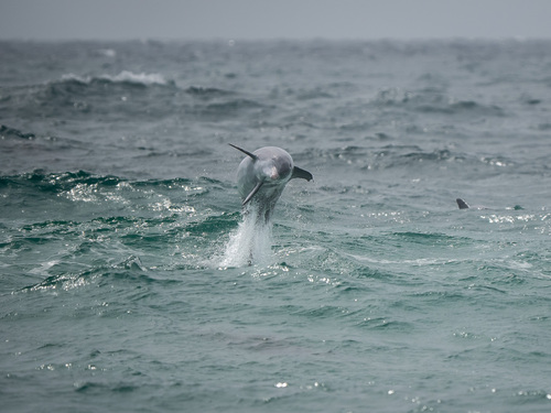 Tursiops truncatus