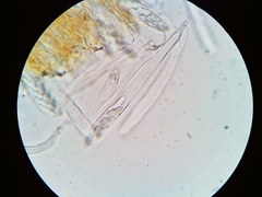 Arachnopeziza trabinelloides