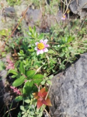 Bidens aequisquama
