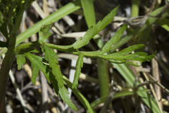Botrychium lanceolatum