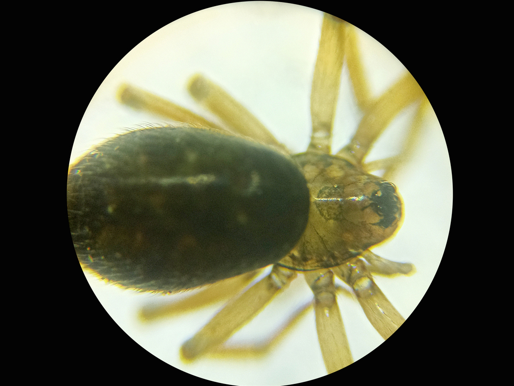 Tallusia vindobonensis