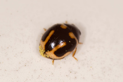 Hyperaspis trifurcata