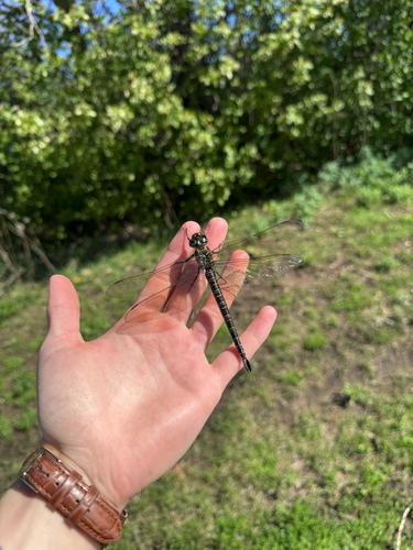 Swamp Darner