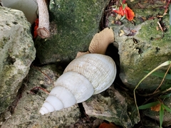 Lissachatina reticulata