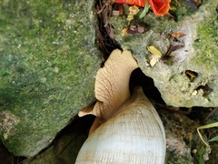 Lissachatina reticulata