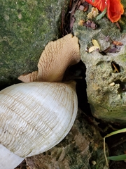 Lissachatina reticulata