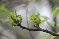 Zanthoxylum clava-herculis
