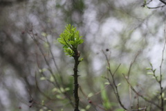 Zanthoxylum clava-herculis