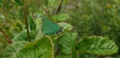 Callophrys