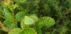 Callophrys