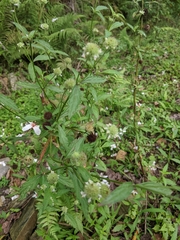 Hyptis rhomboidea