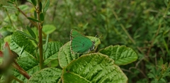 Callophrys