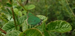 Callophrys