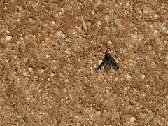 Conophorus fenestratus