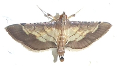 Cnaphalocrocis trebiusalis
