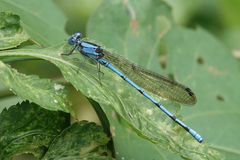 Argia fissa