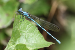 Argia fissa