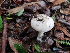 Amanita farinacea