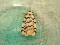 Hectobrocha pentacyma