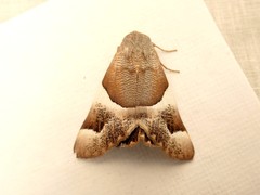 Niceteria macrocosma