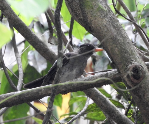White-chinned Thrush (Turdus aurantius), photo 8
