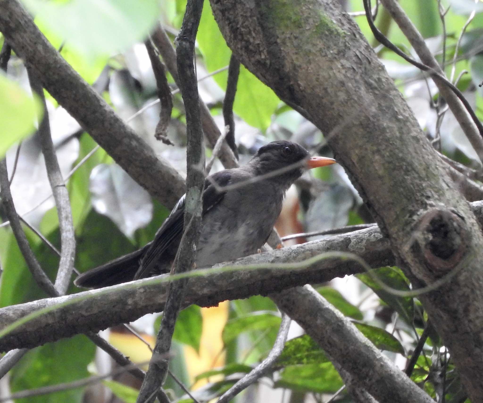 White-chinned Thrush illustration