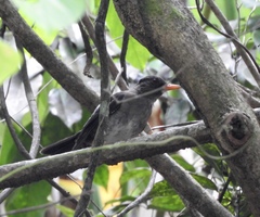 Turdus aurantius