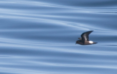 Hydrobates pelagicus