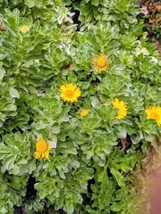 Asteriscus sericeus