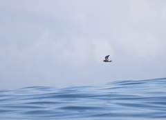 Hydrobates pelagicus