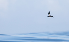 Hydrobates pelagicus
