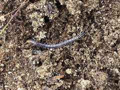 Scolopendra polymorpha