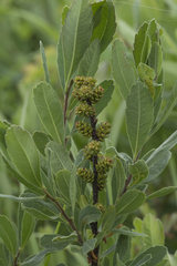 Myrica gale tomentosa