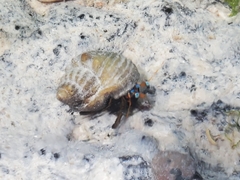 Diogenidae
