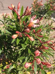 Nerium oleander