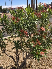 Nerium oleander