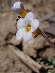 Phacelia fremontii