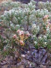 Brachyglottis cassinioides