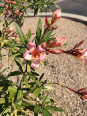 Nerium oleander
