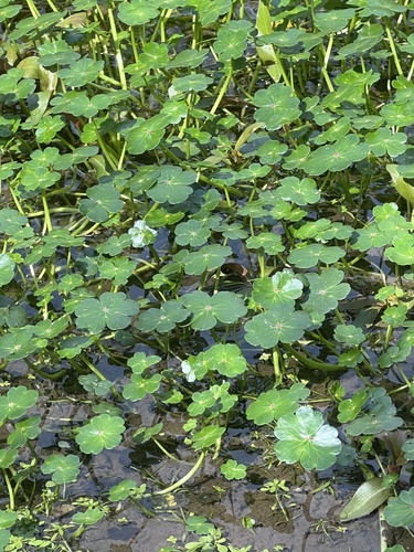 floating marsh pennywort