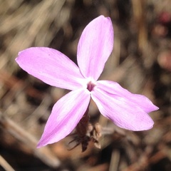 Pseuderanthemum praecox