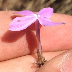Pseuderanthemum praecox