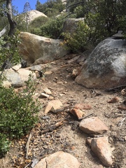 Monardella macrantha hallii