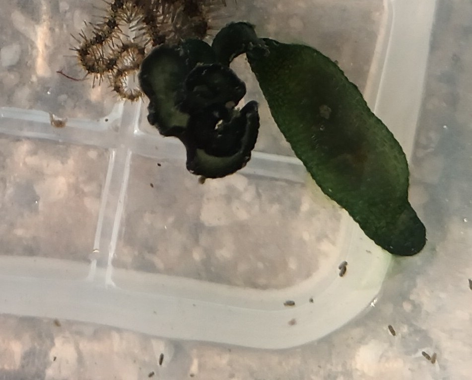 Bonellia viridis Rolando, 1822