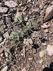 Lomatium nevadense