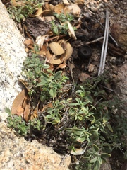 Monardella macrantha hallii